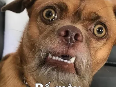 Khám phá ảnh meme sợ hãi vui nhộn hot trend mạng xã hội