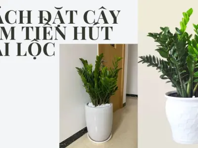 Cách đặt cây Kim Tiền rước lộc vào nhà chuẩn phong thủy