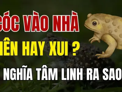 Cóc vào nhà có sao không? Điềm lành hay dữ mà bạn cần biết