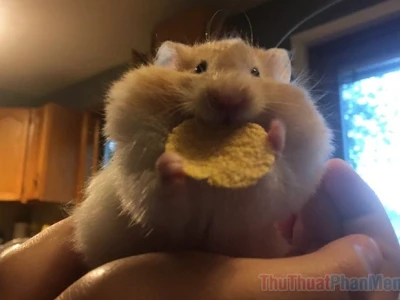 370+ Hamster Meme Đáng Yêu Biểu Cảm Siêu Lầy Lội 2026