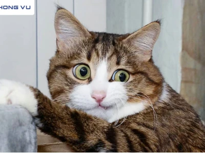 Ảnh Mèo Khóc: Biểu Cảm Đáng Yêu và Meme Gây Sốt Cộng Đồng Mạng