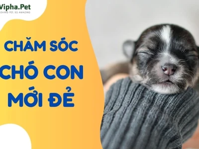 Bí quyết chăm sóc chó con khoa học và hiệu quả nhất năm 2026