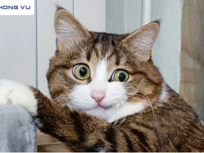Bộ sưu tập meme mèo bất ngờ hài hước nhất 2026