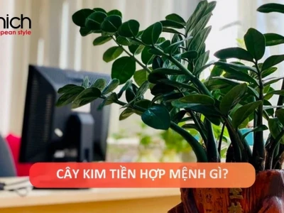 Cây kim tiền ra hoa: Điềm báo tài lộc và cách chăm sóc đón vận may