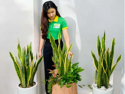 Cây Lưỡi Hổ Trong Phong Thủy: Ý Nghĩa, Tác Dụng Và Lưu Ý