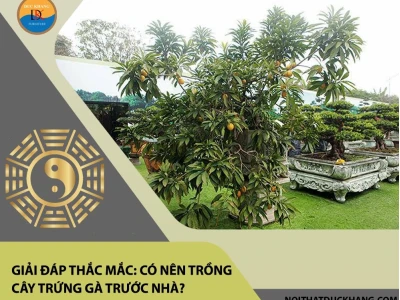 Cây Trứng Gà Phong Thủy: Ý Nghĩa và Vị Trí Trồng Trước Nhà Tốt Hay Xấu?