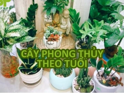 Chọn Cây Phong Thủy Trong Nhà Theo Tuổi: Thu Hút Tài Lộc Thịnh Vượng