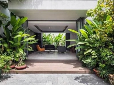 Chọn Cây Phong Thủy Trước Nhà: Thu Hút Tài Lộc, Vượng Khí Sung Túc