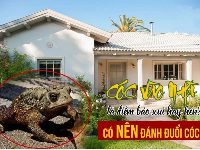 Cóc Vào Nhà Là Điềm Báo Gì? Giải Mã Toàn Diện Tốt Hay Xấu