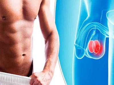 Dái là gì? Cấu tạo, chức năng và các vấn đề thường gặp