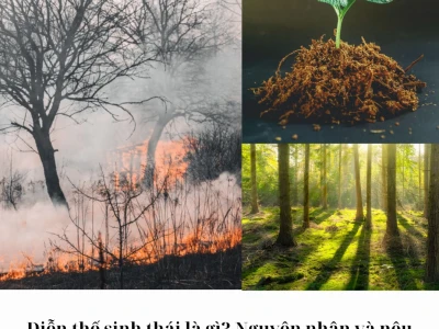Diễn thế sinh thái là gì? Nguyên nhân, đặc điểm và tầm quan trọng