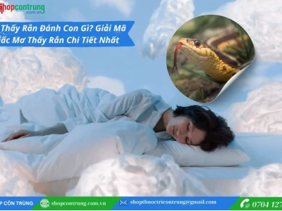 Giải mã giấc mơ thấy rắn: Điềm báo tốt hay xấu cho cuộc sống?