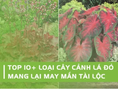 Khám Phá Cây Phong Thủy Lá Đỏ: Ý Nghĩa, Lợi Ích và Cách Chăm Sóc 2026