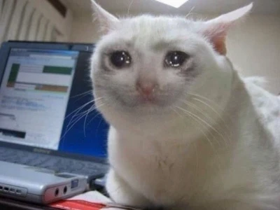 Khám phá "Crying Cat Meme": Biểu tượng cảm xúc gây bão cộng đồng mạng