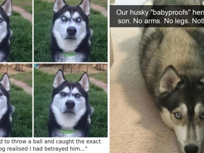 Khám phá kho meme Husky hài hước và biểu cảm độc đáo