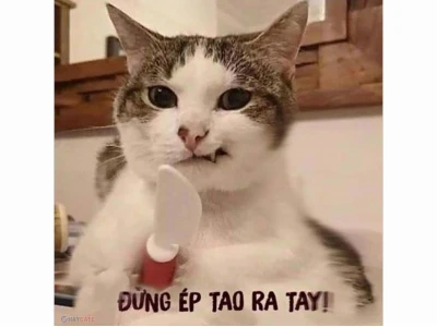 Khám phá thế giới Meme: Từ nguồn gốc đến cách tạo Meme độc đáo năm 2026