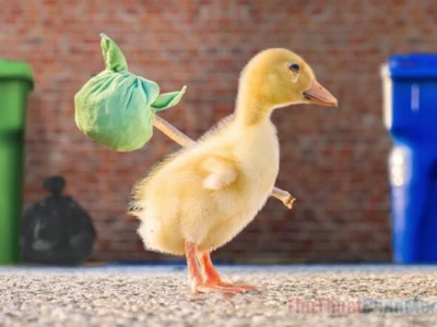 Khám Phá Thế Giới Meme Vịt Hài Hước và Đáng Yêu