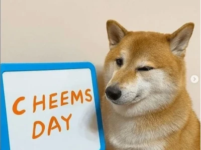 Meme Cheems: Nguồn gốc và sức hút khó cưỡng của chú chó "hèn hèn"