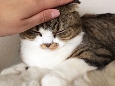 Meme xoa đầu: Biểu cảm yêu thương và những câu chuyện đằng sau
