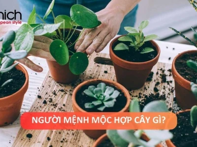 Mệnh Mộc hợp cây gì? Khám phá 13 loại cây phong thủy mang lại may mắn 2026