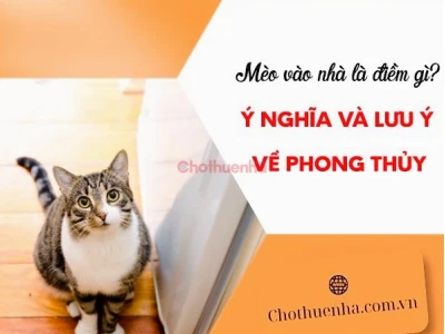 Mèo Vào Nhà Điềm Báo Gì, Ý Nghĩa Phong Thủy và Cách Hóa Giải Theo Chuyên Gia