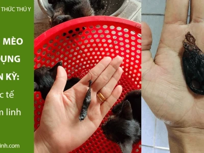 Nhau mèo phong thủy: Ý nghĩa, cách sử dụng và những điều cần biết