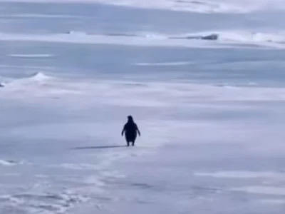 Penguin Meme: Sự Lan Truyền Kỳ Lạ và Ý Nghĩa Đằng Sau Năm 2026