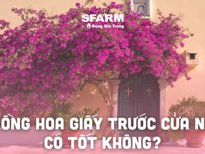 Phong Thủy Cây Hoa Giấy Trước Nhà: Ý Nghĩa, Vị Trí Đặt và Lưu Ý