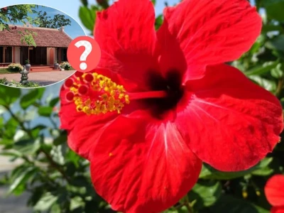Phong thủy cây râm bụt trước nhà: Nên trồng hay không?