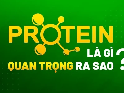 Protein là gì và vai trò thiết yếu đối với cơ thể con người
