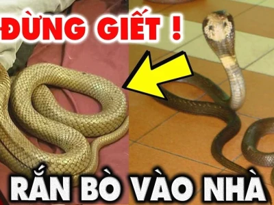 Rắn Vào Nhà Là Điềm Báo Gì? Giải Mã Tín Hiệu Tâm Linh