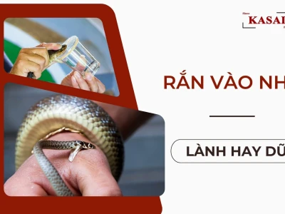 Rắn Vào Nhà Là Điềm Gì? Giải Mã Điềm Báo Theo Quan Niệm Dân Gian Và Khoa Học