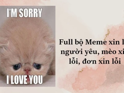 Tổng hợp Ảnh Meme Xin Lỗi Hài Hước Nhất 2026