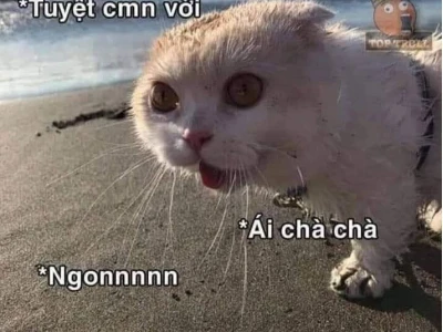 Tổng hợp meme thèm thuồng hài hước nhất 2026