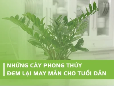 Tuổi Giáp Dần 1974: Chọn Cây Phong Thủy Nào Hợp Mệnh Rước Tài Lộc 2026