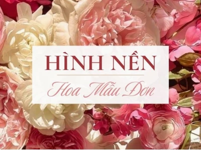 Vẻ đẹp rực rỡ của hình nền hoa mẫu đơn đỏ và ý nghĩa sâu sắc