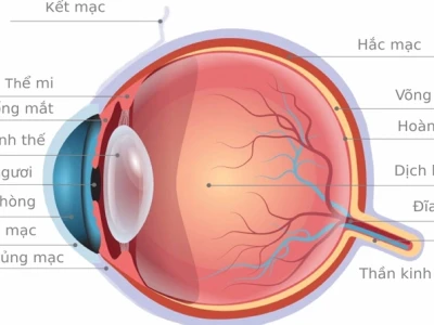 Võng mạc là gì? Cấu tạo, chức năng và vai trò trong thị giác