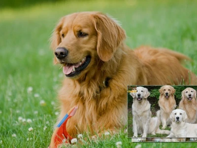Chó Golden Retriever bị rụng lông nhiều và giải pháp chăm sóc hiệu quả 2026